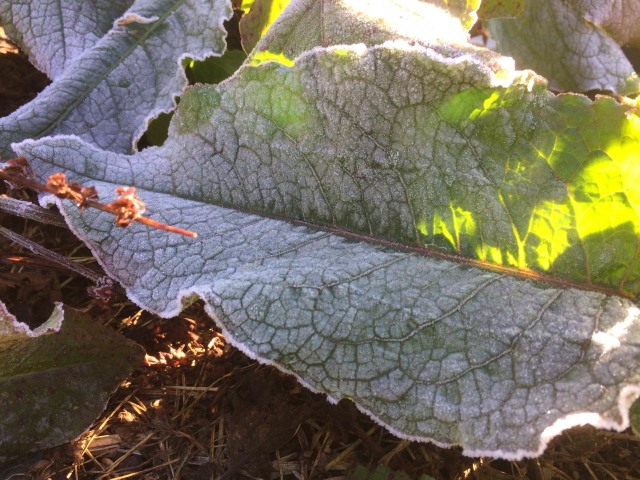 Hamparan Es Selimuti Kawasan Bromo Dan Semeru